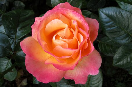 Rose flower rose bloom