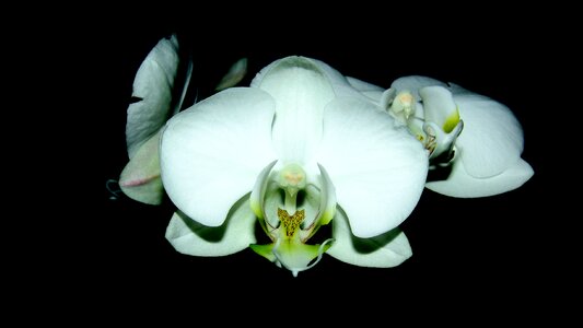 Orchid room plant white flower