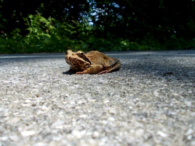 Rifnik Frog 01
