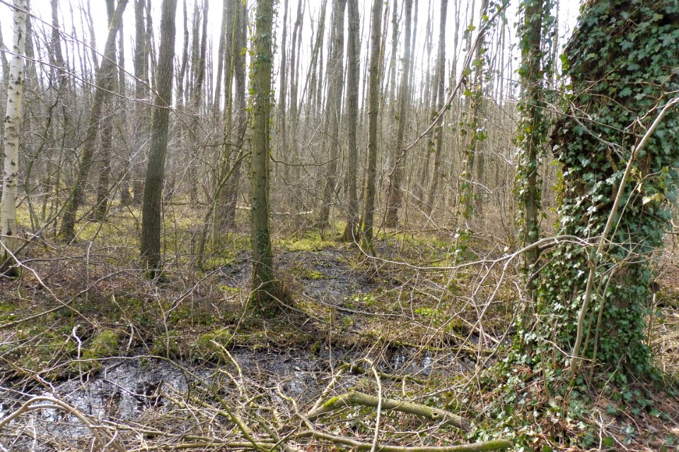 Riege - Rixelbruch - 3