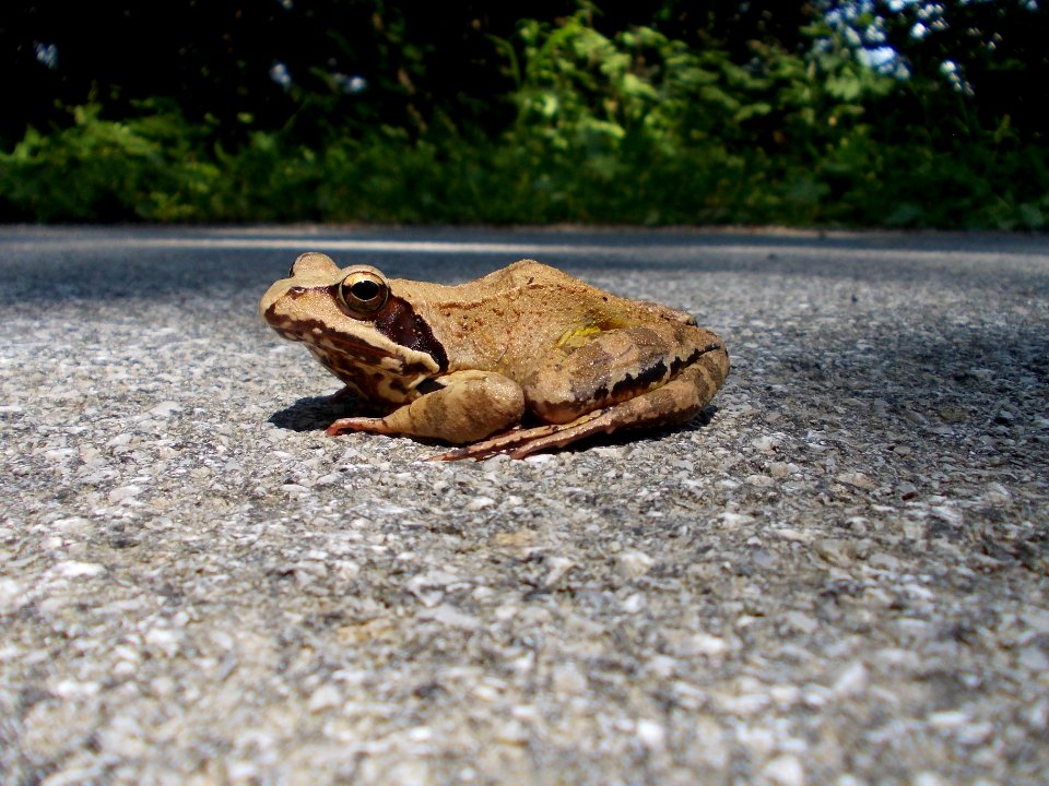 Rifnik Frog 02
