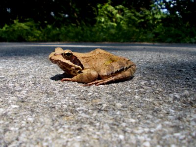Rifnik Frog 02