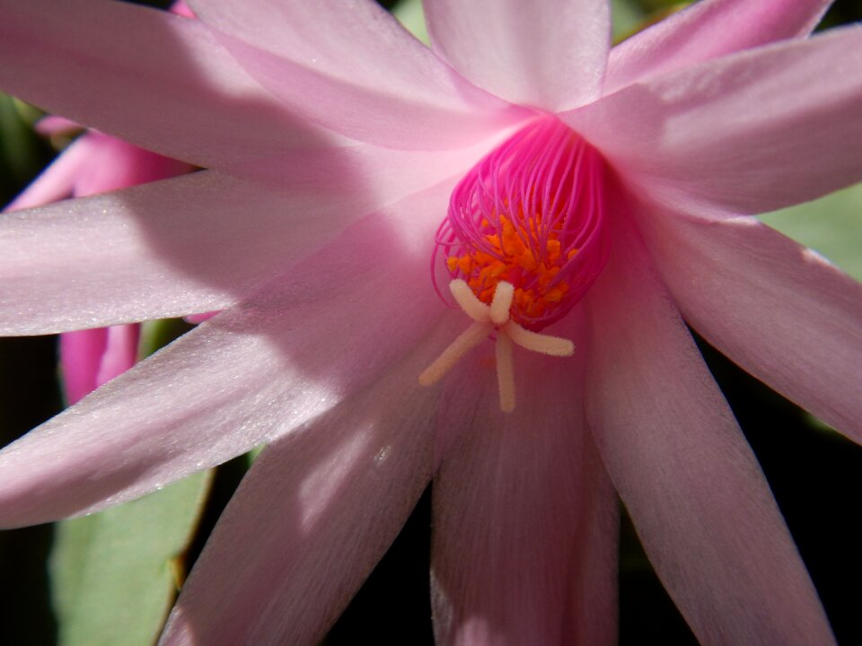 Bloom plant close up