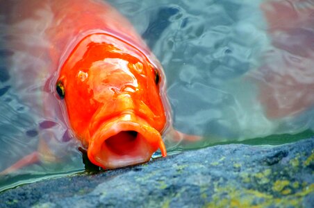 Aquarium fish pond colored carp photo