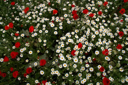 White red plants photo