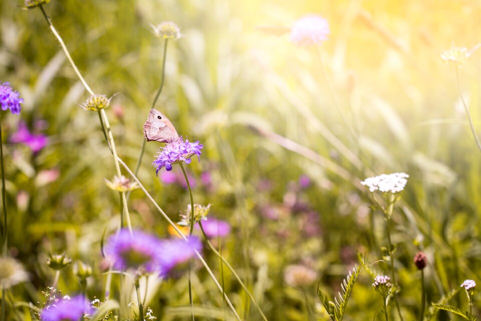 Wildflowers flowers nature