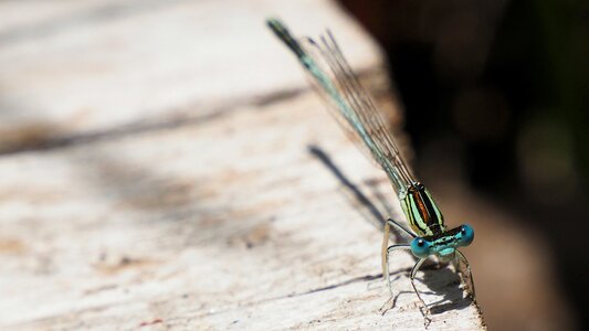 Insects dragonfly macro