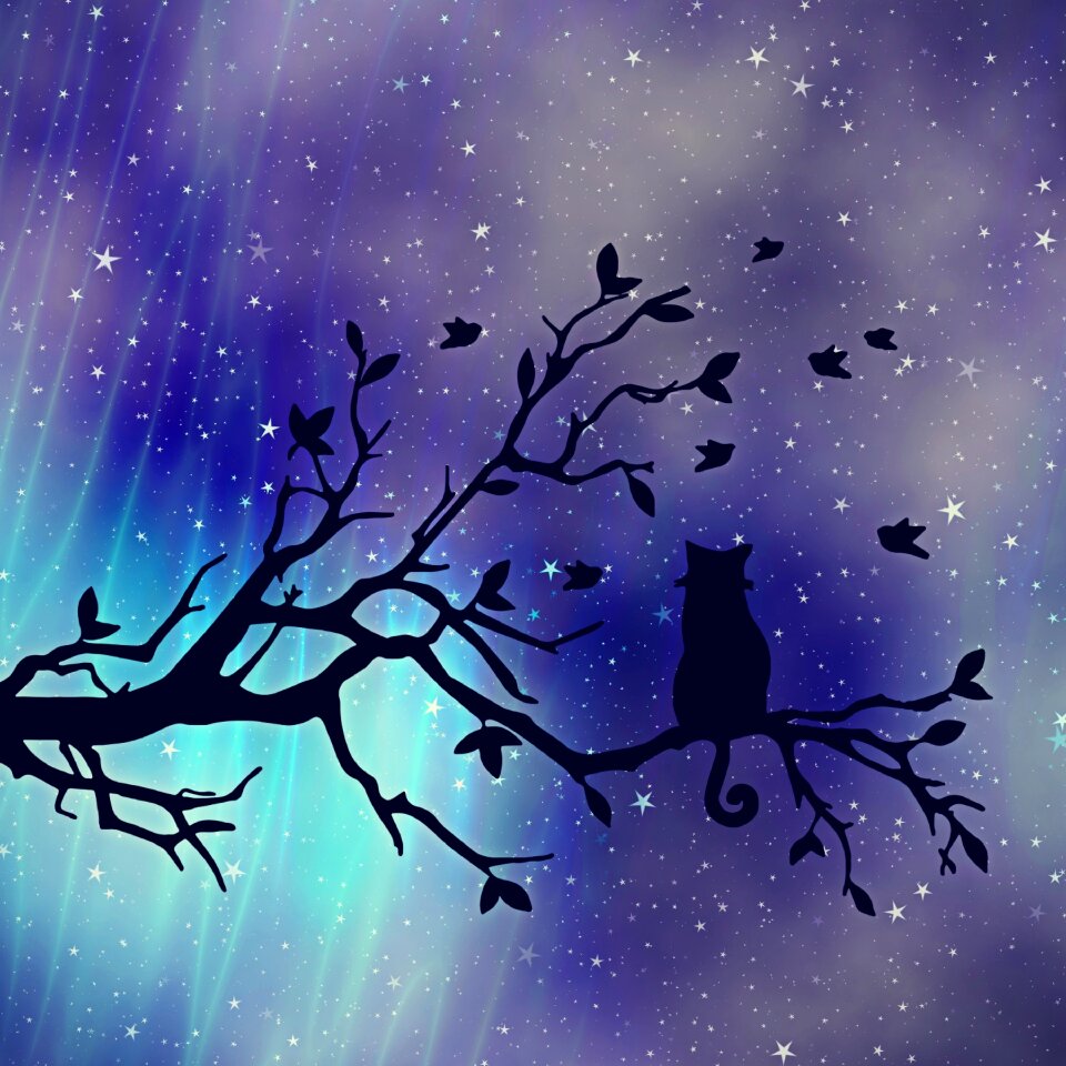 Tree night sky evening sky