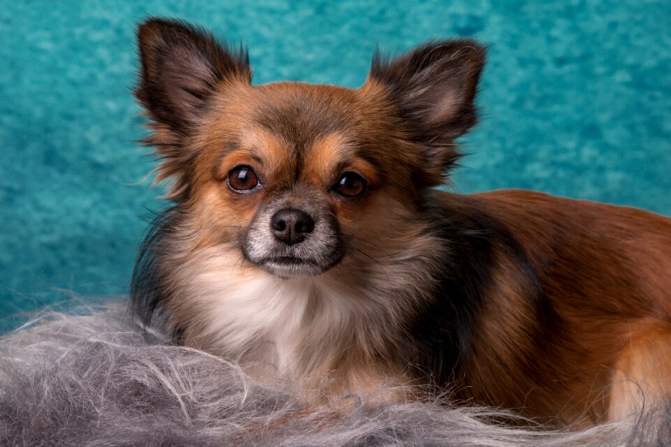 Pets chiwawa animals