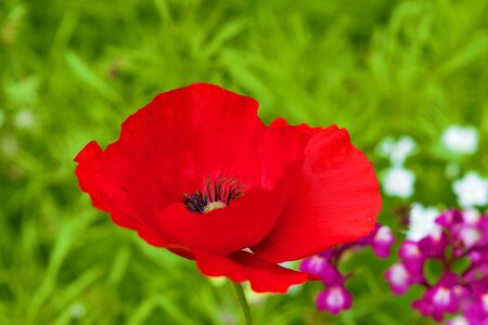 Green nature petals photo