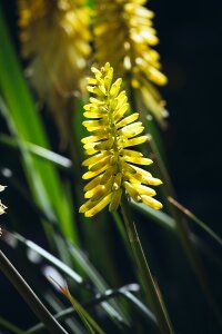 Blossom bloom nature