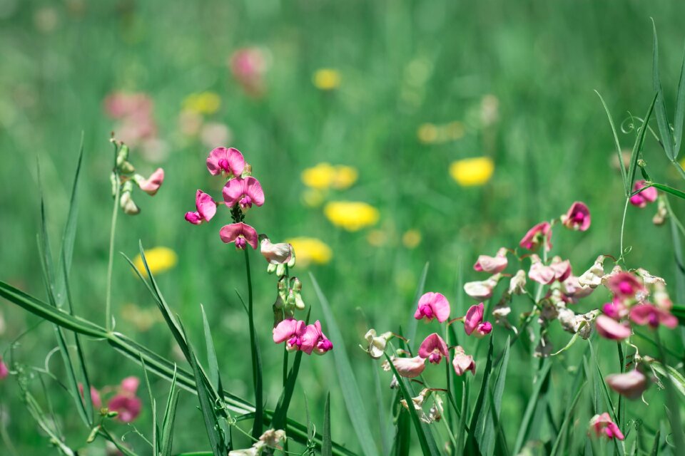 Flowers plant nature