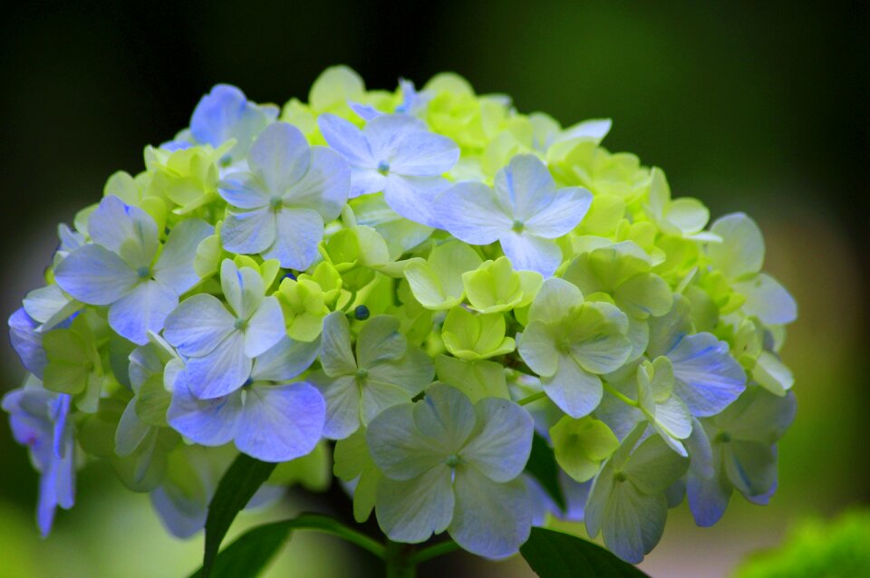 Rainy season natural plant photo