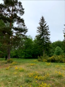 Riedelbacher Heide (6)