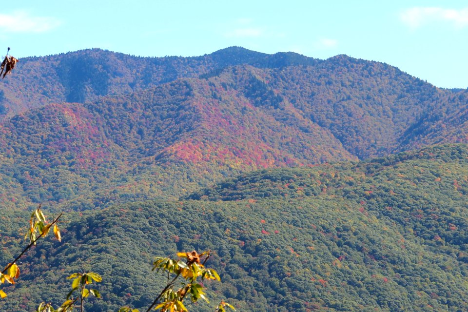 Richland Balsam from Steestachee Bald Overlook, October 2016