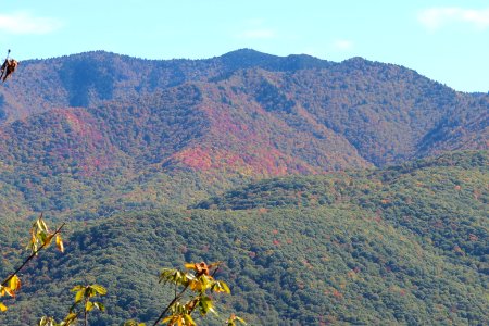 Richland Balsam from Steestachee Bald Overlook, October 2016