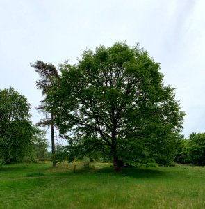 Riedelbacher Heide (14)
