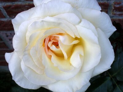 White roses white blossom close up photo
