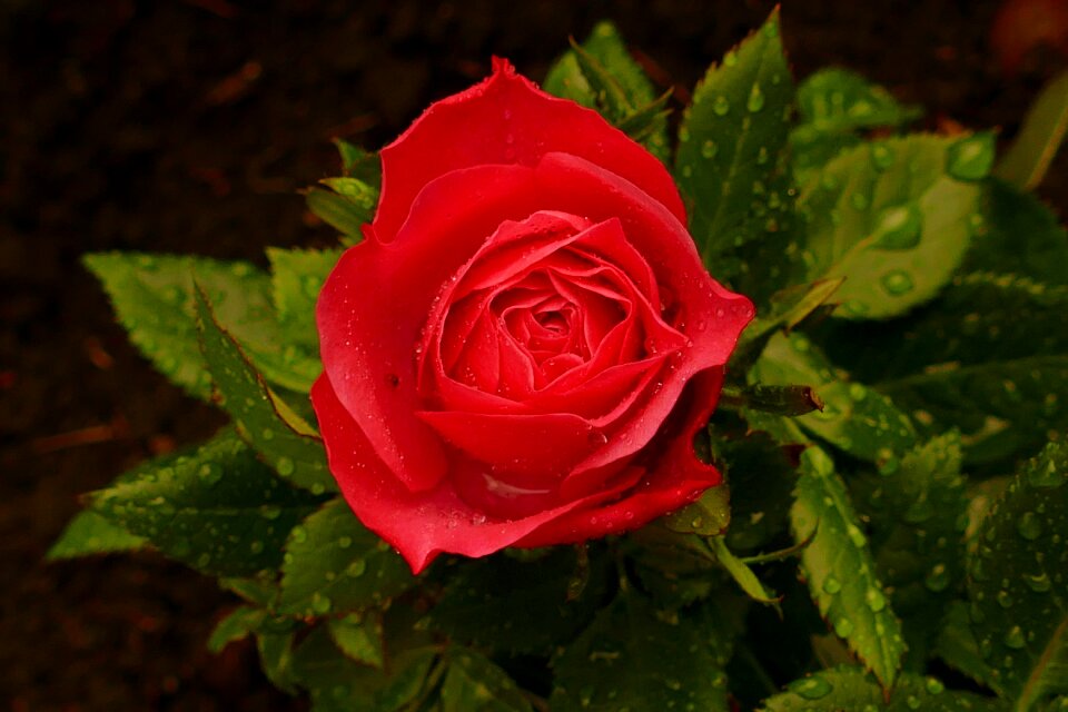 Bloom rose bloom rose with rain drops