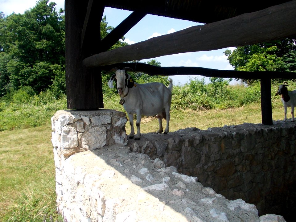 Rifnik Archeological Site 45