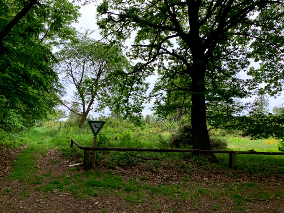 Riedelbacher Heide (1)
