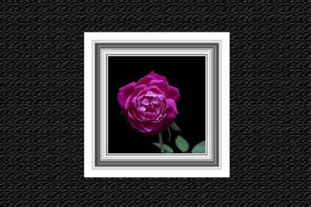 Rose retro rustic
