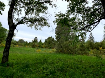 Riedelbacher Heide (2)