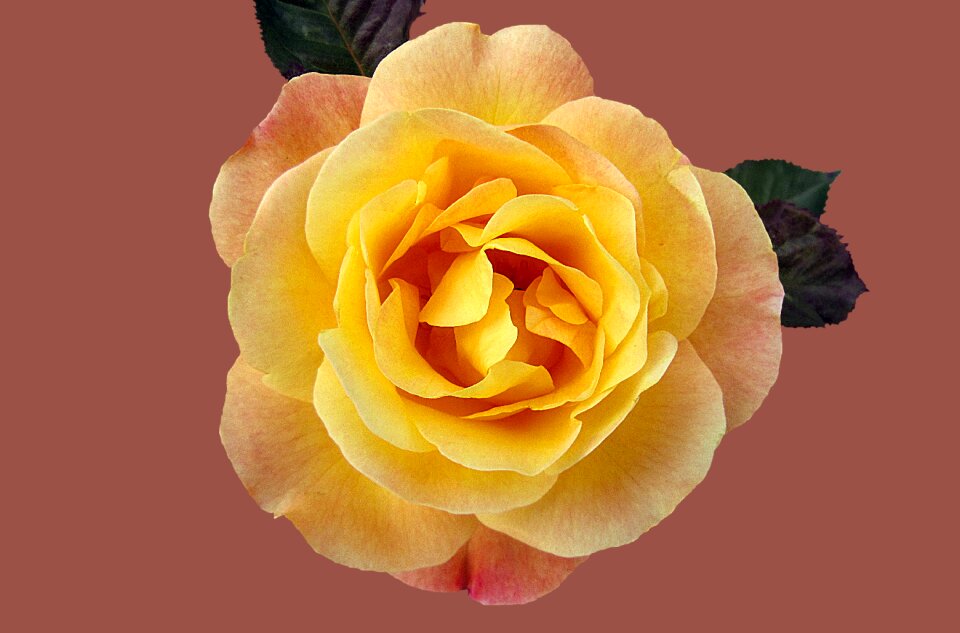 Rose city bad kissingen rose garden flower