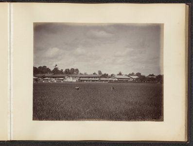 Rijstveld met woonbarakken, Bestanddeelnr 852 09