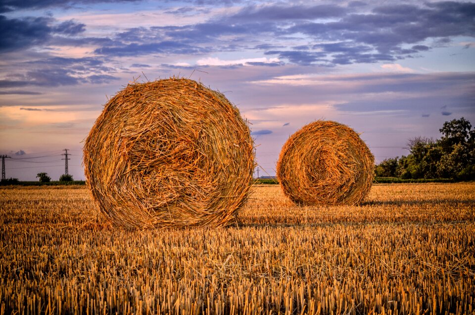 Rural landscape agriculture plants
