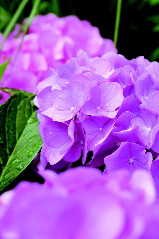 Hortensia spring lente
