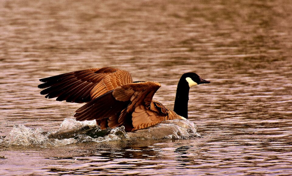 Landing water bird nature