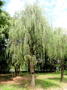 Salix babylonica - Nagai Botanical Garden - DSC07654
