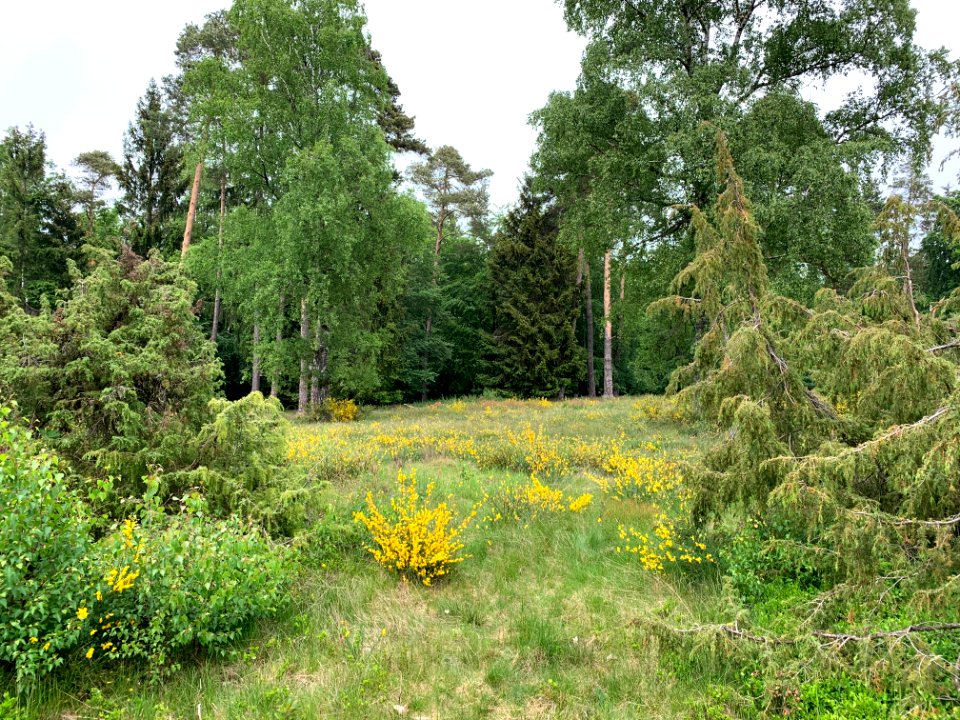 Riedelbacher Heide (5)