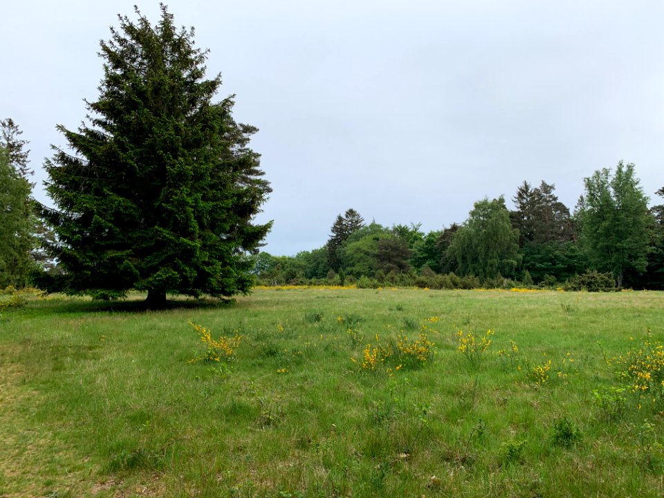 Riedelbacher Heide (11)