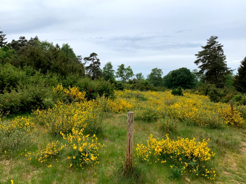 Riedelbacher Heide (7)