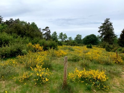 Riedelbacher Heide (7)