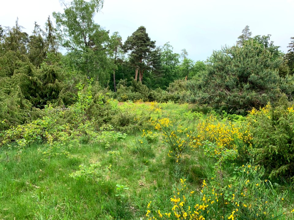 Riedelbacher Heide (3)