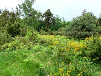 Riedelbacher Heide (3)