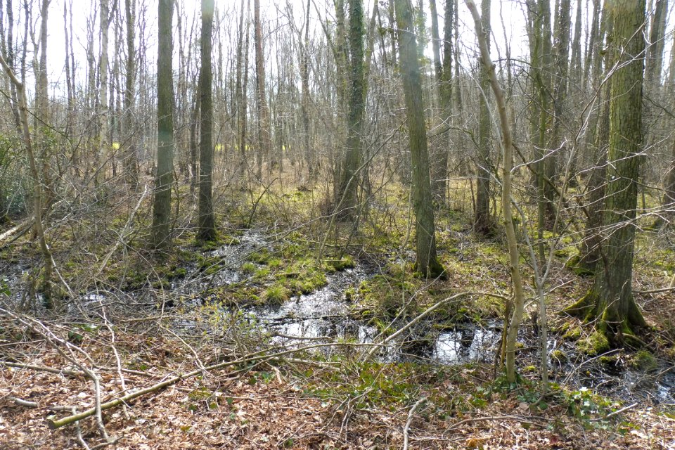 Riege - Rixelbruch - 2