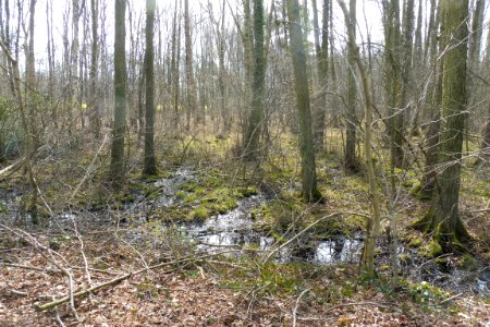 Riege - Rixelbruch - 2