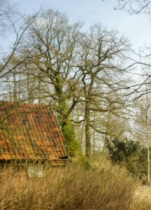 Riege - Eichen am Stickstroot