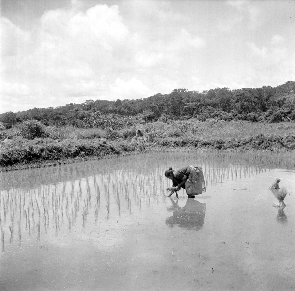 Rijstaanplant in het Commewijnegebied in Suriname, Bestanddeelnr 252-6499