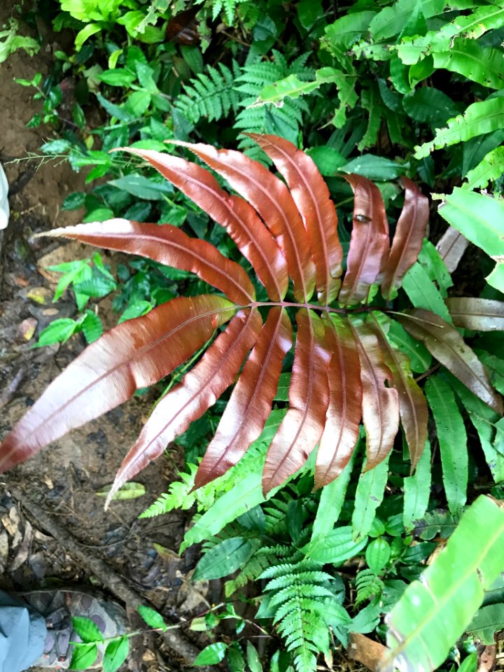 Salpichlaena volubilis