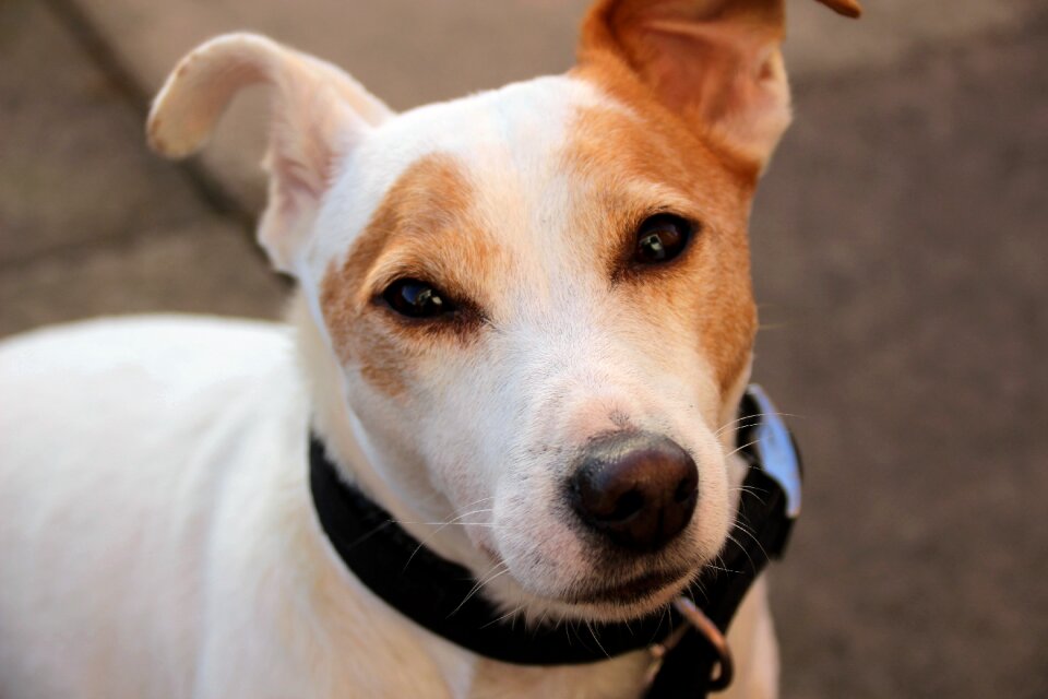 Jack russell jack russell terrier