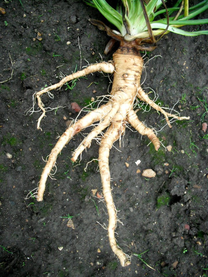 SalsifyRoot