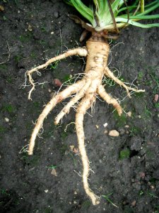 SalsifyRoot