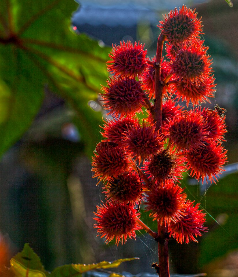 Ricinus communis - Früchte