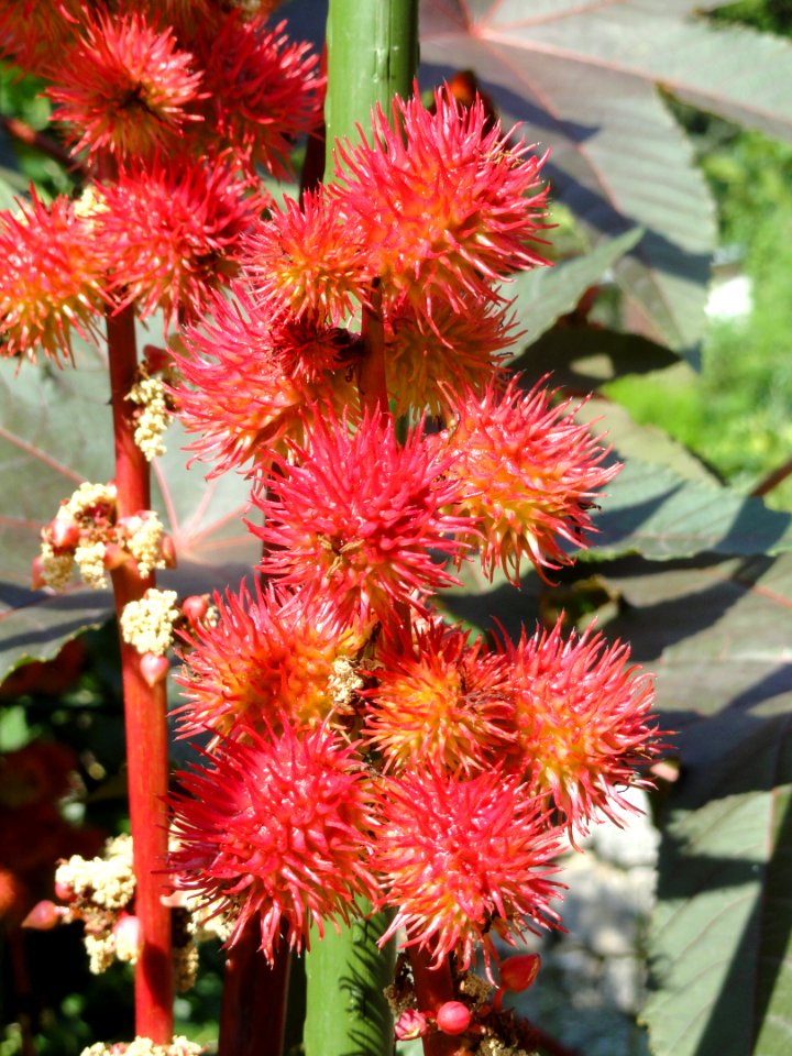 Ricinus communis - Botanischer Garten, Frankfurt am Main - DSC03254