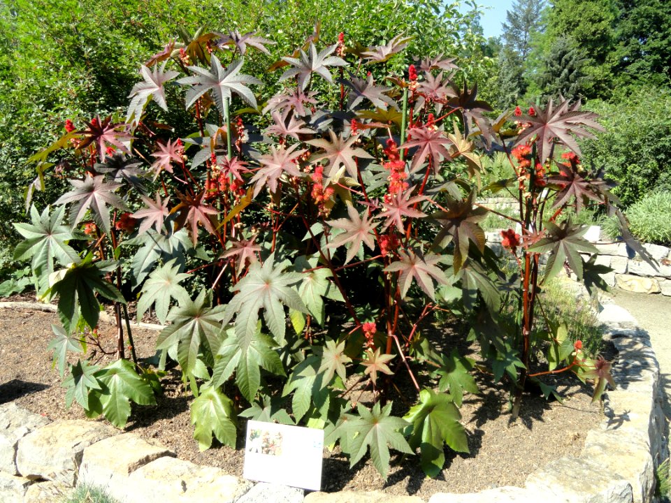 Ricinus communis - Botanischer Garten, Frankfurt am Main - DSC03251